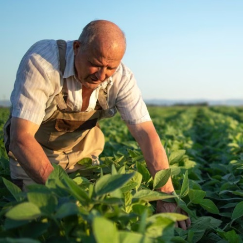 Plant Nutrition