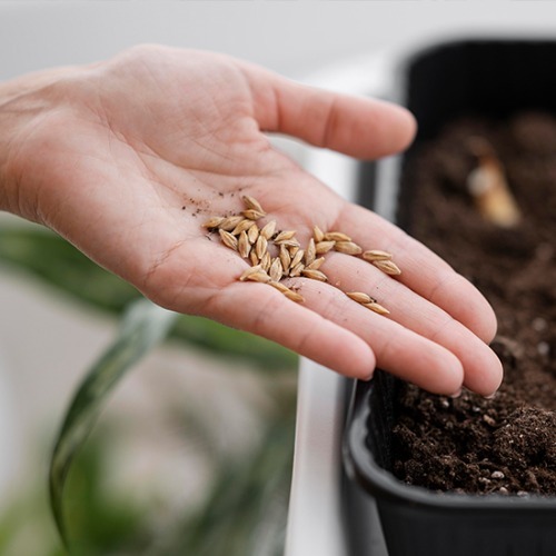 Seed
